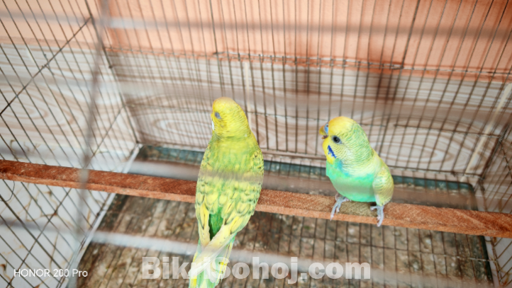 বাজিগর পাখি রানিং জোড়া